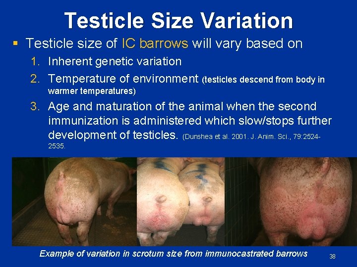 Testicle Size Variation § Testicle size of IC barrows will vary based on 1.