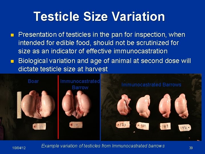 Testicle Size Variation n n Presentation of testicles in the pan for inspection, when