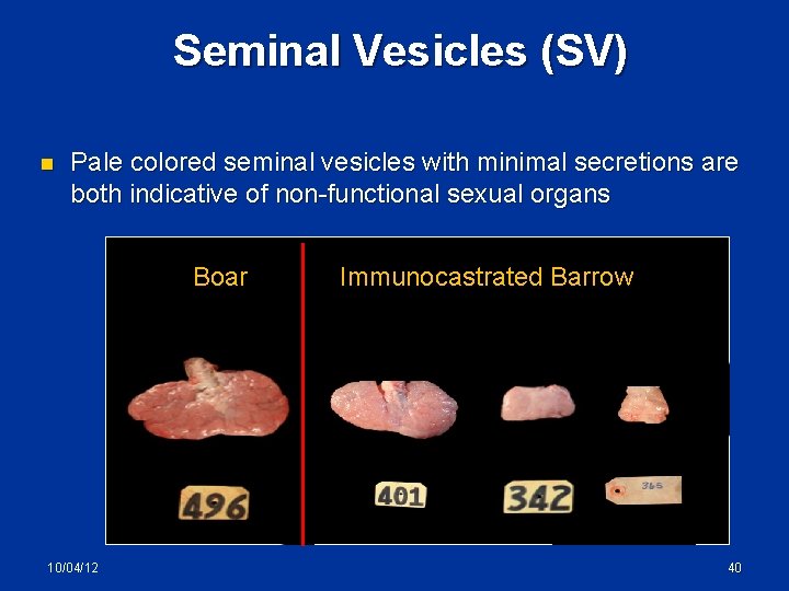 Seminal Vesicles (SV) n Pale colored seminal vesicles with minimal secretions are both indicative