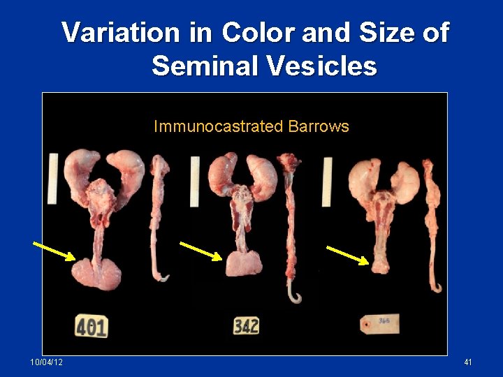 Variation in Color and Size of Seminal Vesicles Immunocastrated Barrows 10/04/12 41 