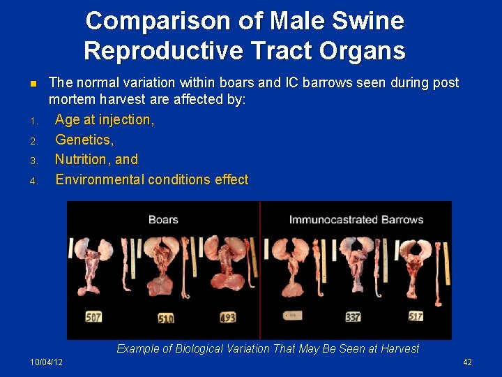 Comparison of Male Swine Reproductive Tract Organs n 1. 2. 3. 4. The normal
