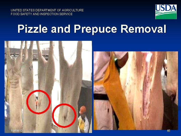 UNITED STATES DEPARTMENT OF AGRICULTURE FOOD SAFETY AND INSPECTION SERVICE Pizzle and Prepuce Removal