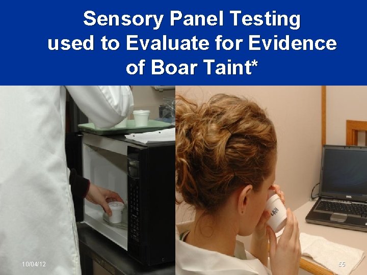 Sensory Panel Testing used to Evaluate for Evidence of Boar Taint* 10/04/12 55 
