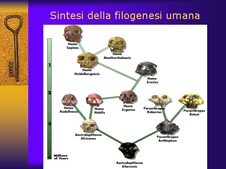 Sintesi della filogenesi umana Sintesi della filogenesi umana