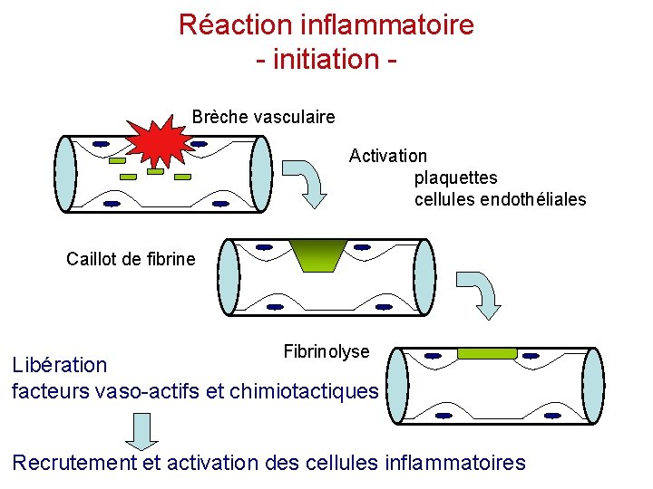 Réaction inflammatoire - initiation Brèche vasculaire Activation plaquettes cellules endothéliales Caillot de fibrine Fibrinolyse