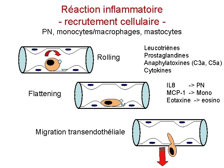 Réaction inflammatoire - recrutement cellulaire PN, monocytes/macrophages, mastocytes Rolling Flattening Migration transendothéliale Leucotriènes Prostaglandines