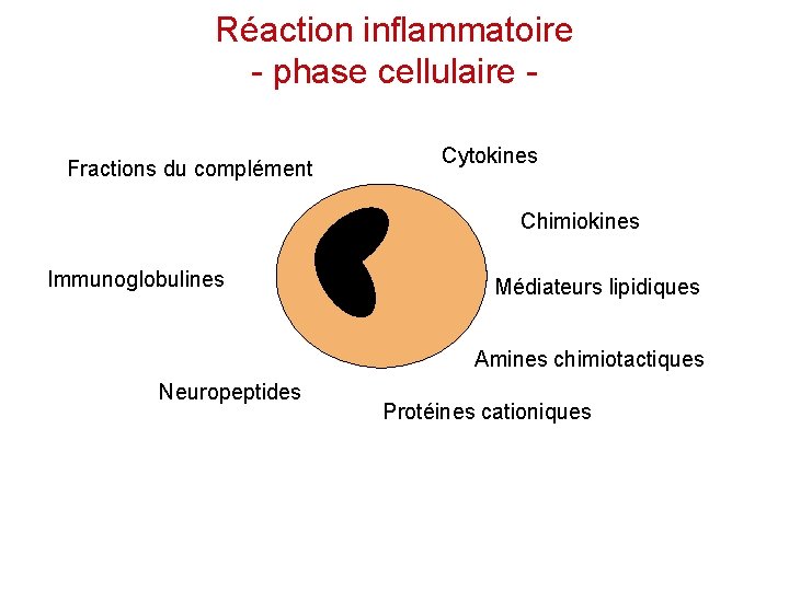 Réaction inflammatoire - phase cellulaire Fractions du complément Cytokines Chimiokines Immunoglobulines Médiateurs lipidiques Amines