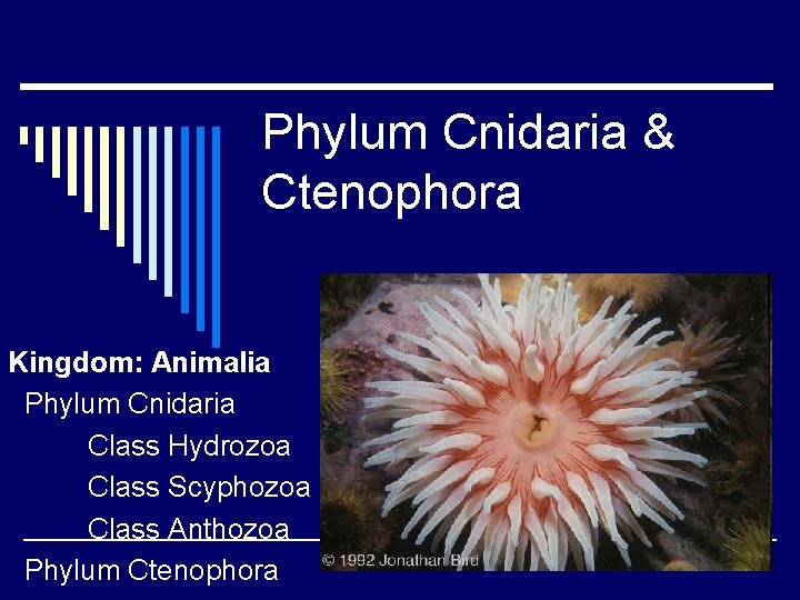 Phylum Cnidaria & Ctenophora Kingdom: Animalia Phylum Cnidaria Class Hydrozoa Class Scyphozoa Class Anthozoa