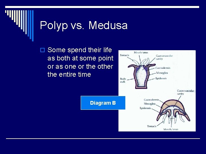 Polyp vs. Medusa o Some spend their life as both at some point or