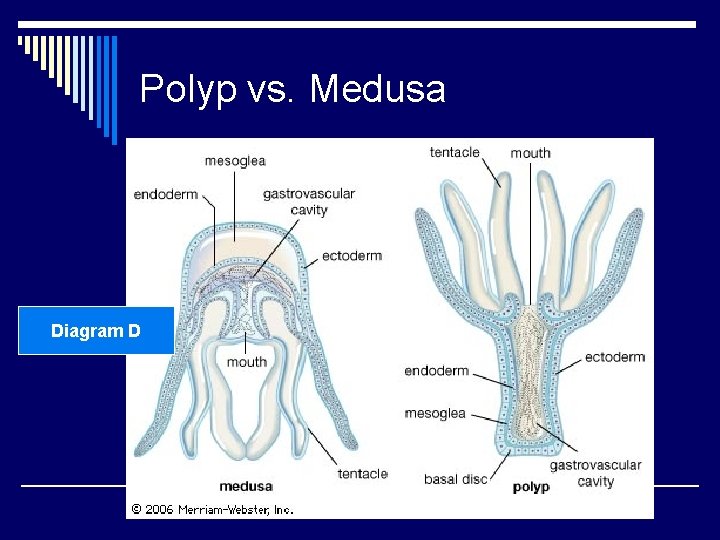 Polyp vs. Medusa Diagram D 
