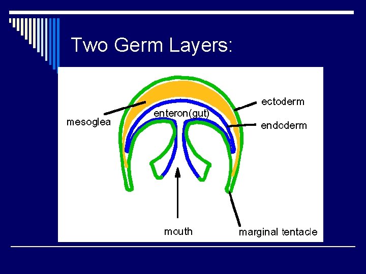Two Germ Layers: 