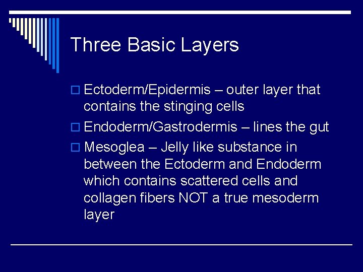 Three Basic Layers o Ectoderm/Epidermis – outer layer that contains the stinging cells o