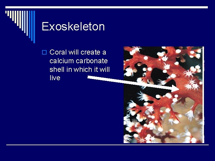 Exoskeleton o Coral will create a calcium carbonate shell in which it will live