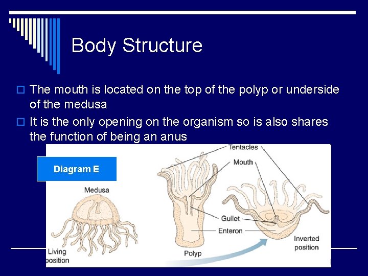 Body Structure o The mouth is located on the top of the polyp or