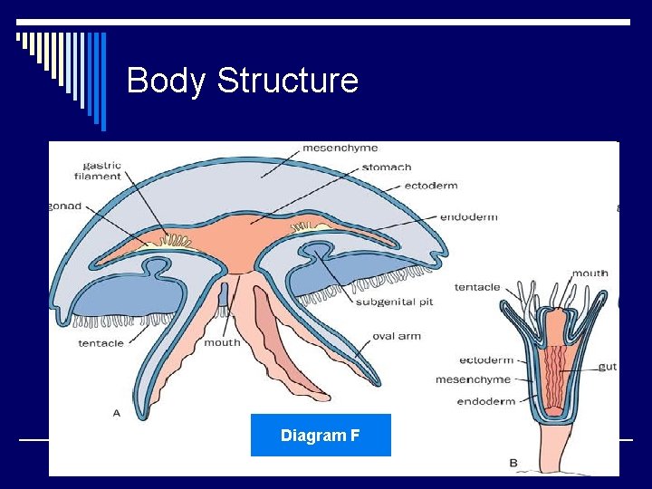 Body Structure Diagram F 