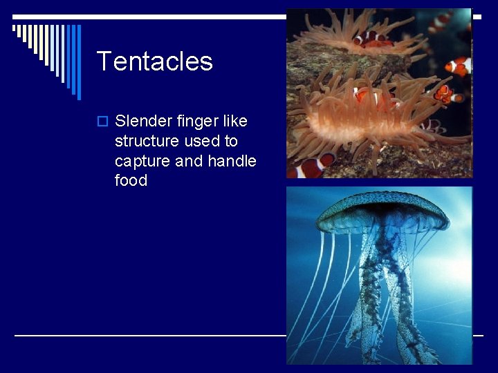 Tentacles o Slender finger like structure used to capture and handle food 