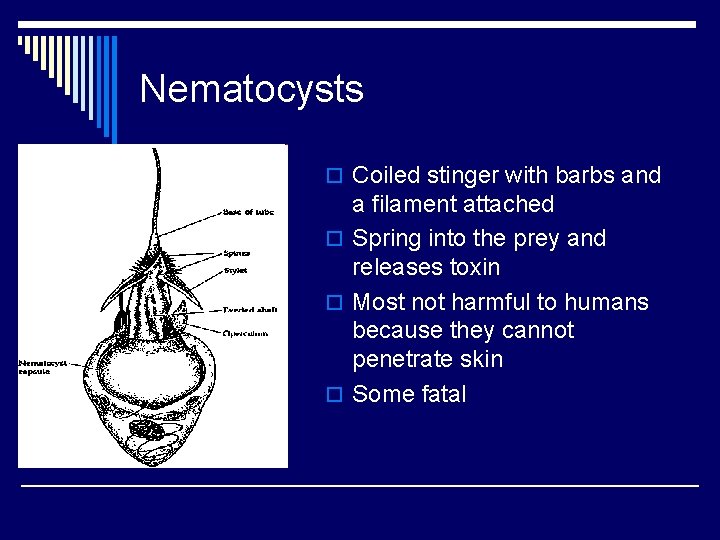 Nematocysts o Coiled stinger with barbs and a filament attached o Spring into the