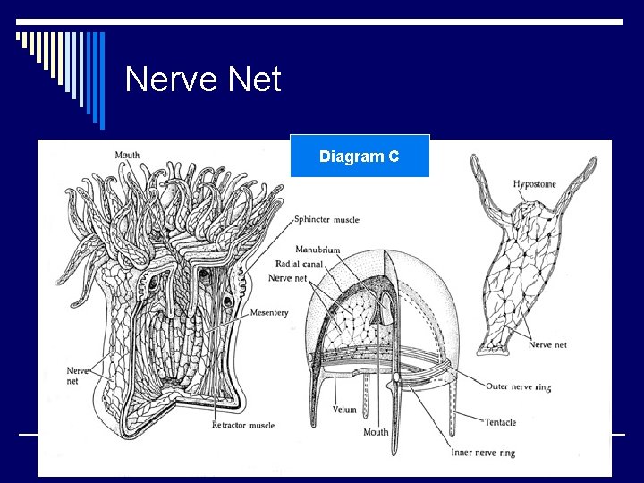 Nerve Net Diagram C 