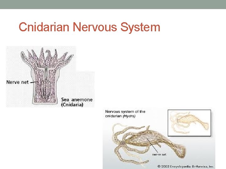 Cnidarian Nervous System 