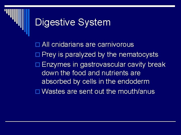 Digestive System o All cnidarians are carnivorous o Prey is paralyzed by the nematocysts