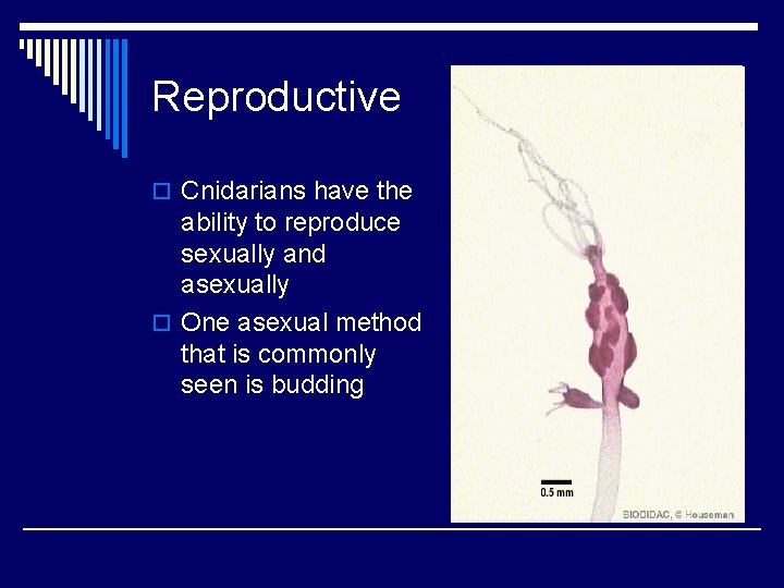 Reproductive o Cnidarians have the ability to reproduce sexually and asexually o One asexual