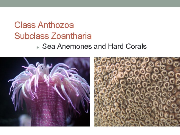 Class Anthozoa Subclass Zoantharia Sea Anemones and Hard Corals 