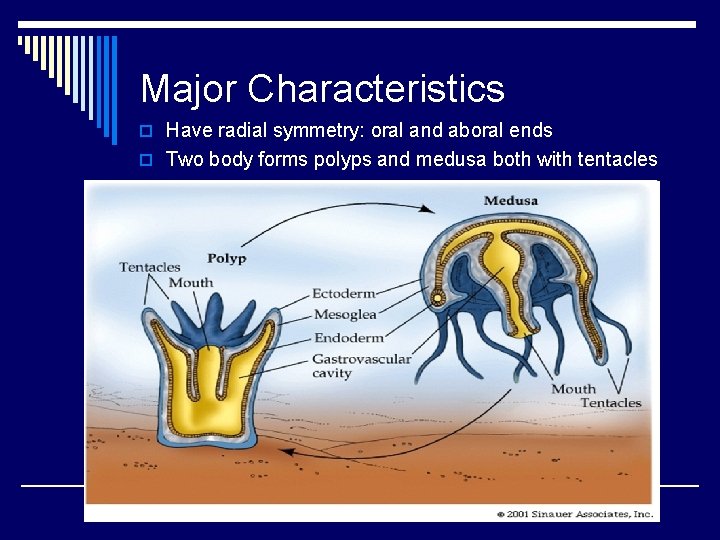 Major Characteristics o Have radial symmetry: oral and aboral ends o Two body forms