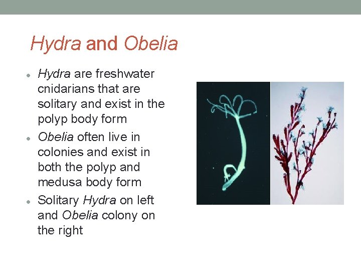 Hydra and Obelia Hydra are freshwater cnidarians that are solitary and exist in the