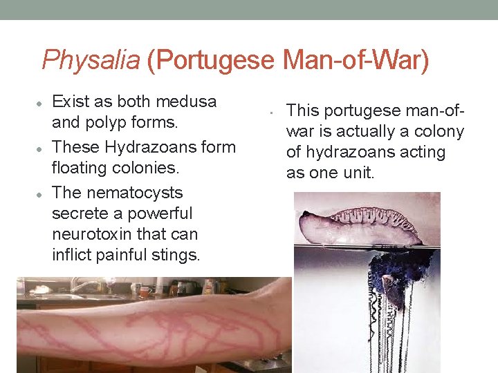 Physalia (Portugese Man-of-War) Exist as both medusa and polyp forms. These Hydrazoans form floating
