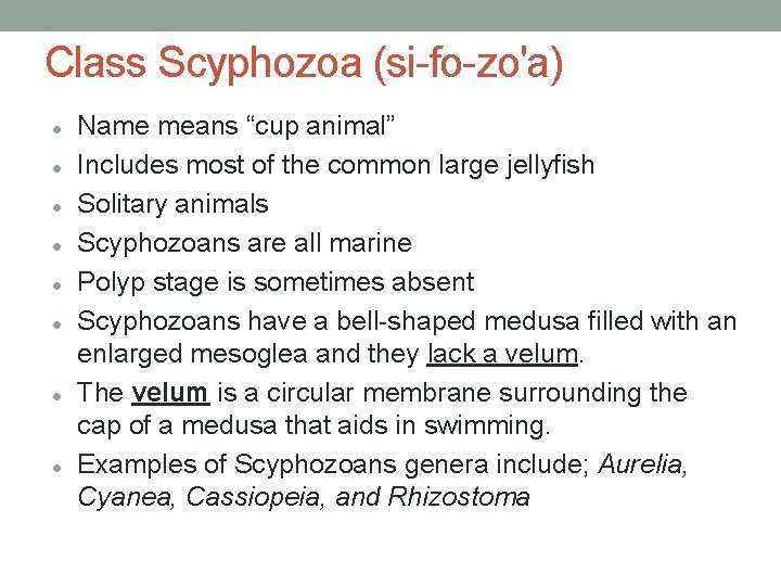 Class Scyphozoa (si-fo-zo'a) Name means “cup animal” Includes most of the common large jellyfish