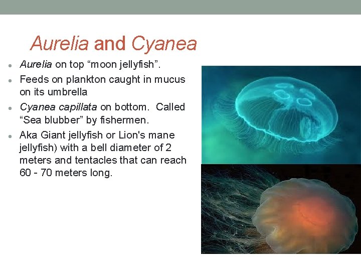 Aurelia and Cyanea Aurelia on top “moon jellyfish”. Feeds on plankton caught in mucus