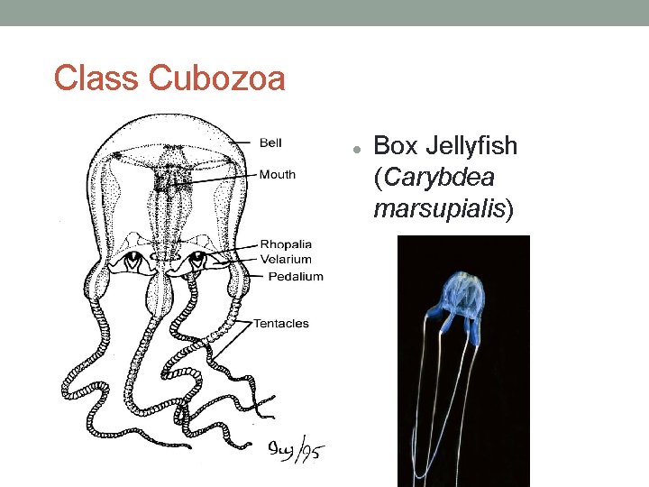 Class Cubozoa Box Jellyfish (Carybdea marsupialis) 