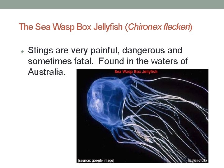 The Sea Wasp Box Jellyfish (Chironex fleckeri) Stings are very painful, dangerous and sometimes