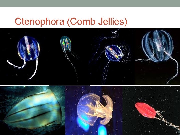 Ctenophora (Comb Jellies) 