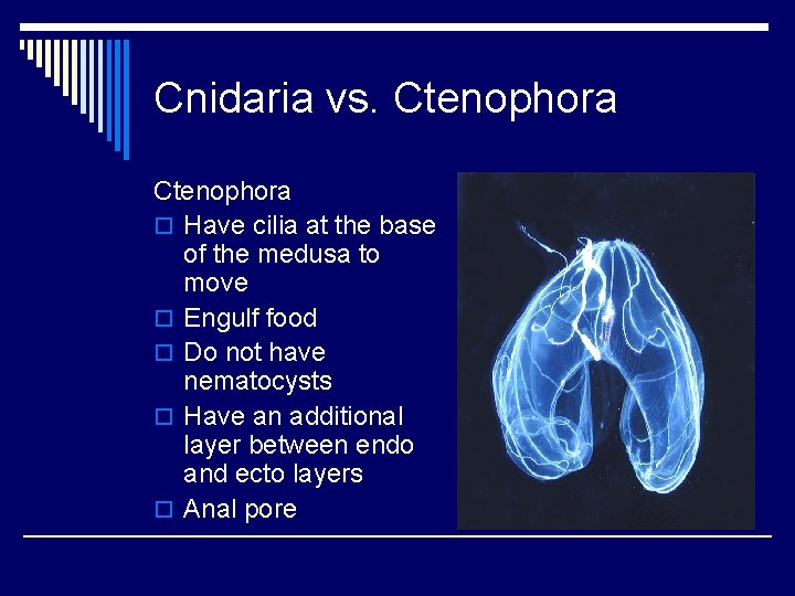 Cnidaria vs. Ctenophora o Have cilia at the base of the medusa to move