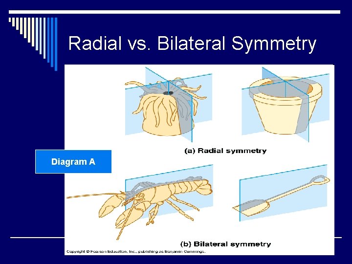 Radial vs. Bilateral Symmetry Diagram A 