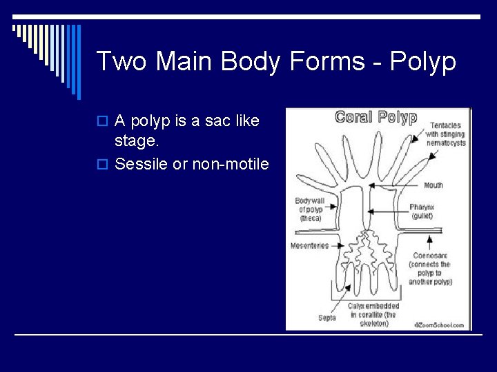 Two Main Body Forms - Polyp o A polyp is a sac like stage.