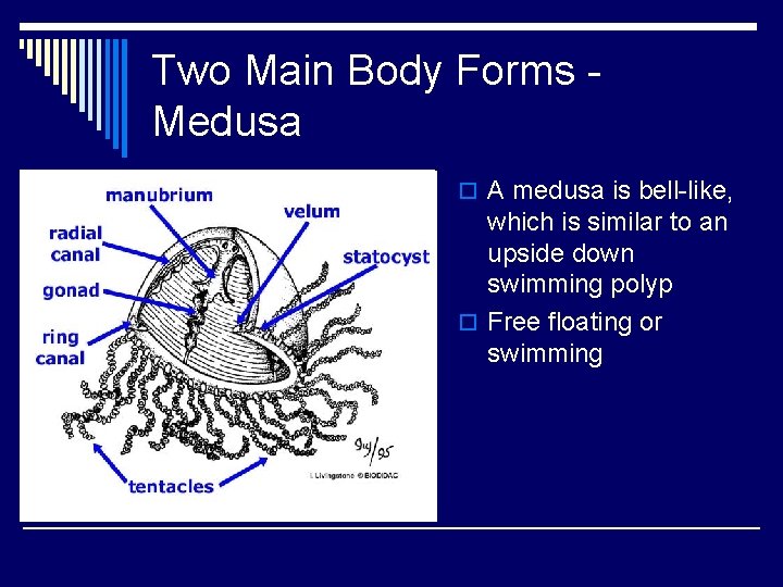 Two Main Body Forms Medusa o A medusa is bell-like, which is similar to