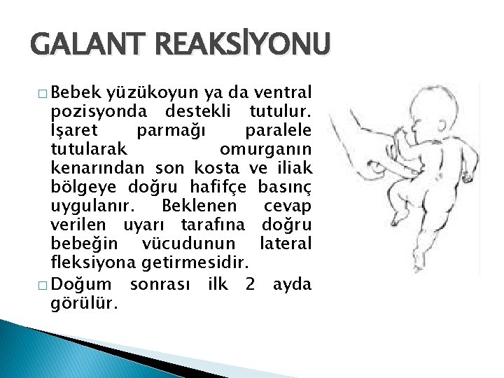 GALANT REAKSİYONU � Bebek yüzükoyun ya da ventral pozisyonda destekli tutulur. İşaret parmağı paralele