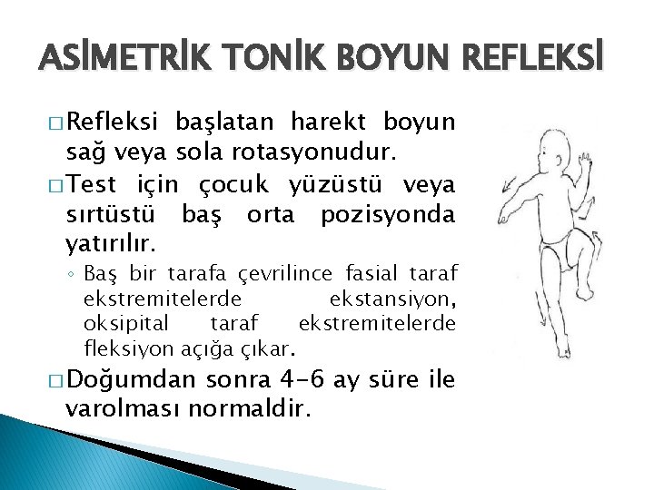 ASİMETRİK TONİK BOYUN REFLEKSİ � Refleksi başlatan harekt boyun sağ veya sola rotasyonudur. �