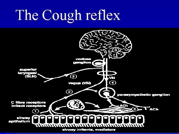 The Cough reflex 