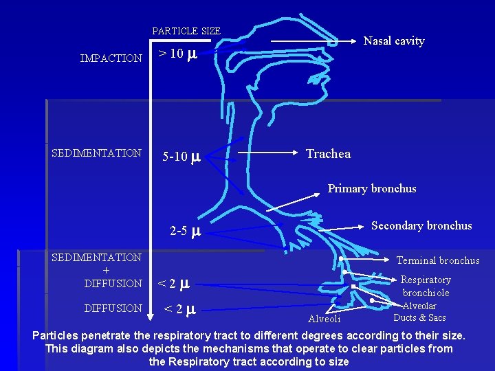 PARTICLE SIZE IMPACTION SEDIMENTATION Nasal cavity > 10 m 5 -10 m Trachea Primary