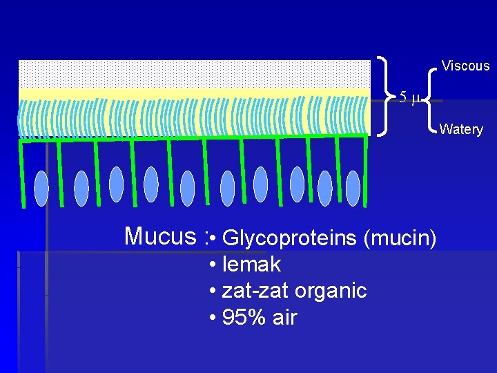 Viscous 5 m Watery Mucus : • Glycoproteins (mucin) • lemak • zat-zat organic