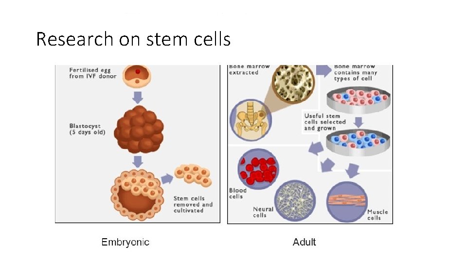 Research on stem cells 