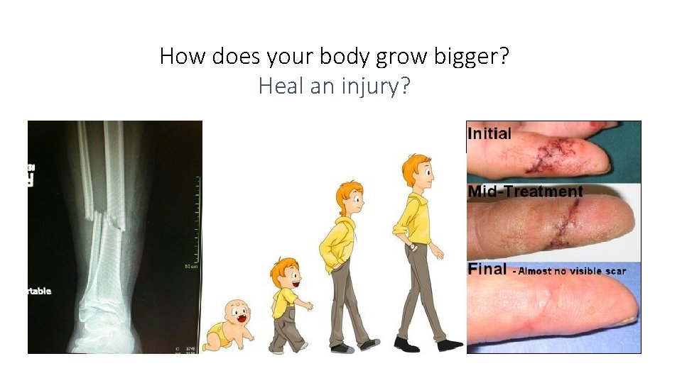 How does your body grow bigger? Heal an injury? 