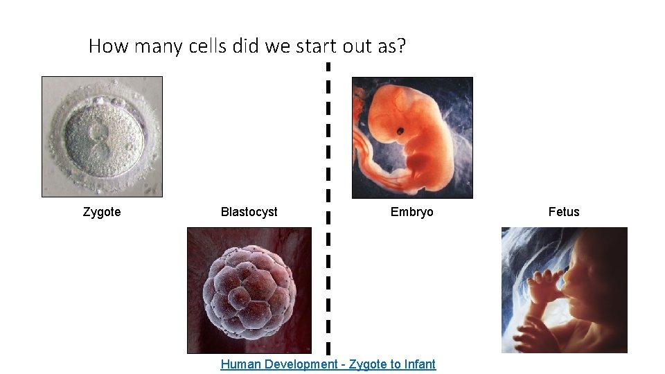 How many cells did we start out as? Zygote Blastocyst Embryo Human Development -
