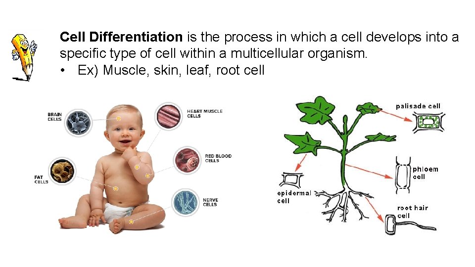 Cell Differentiation is the process in which a cell develops into a specific type