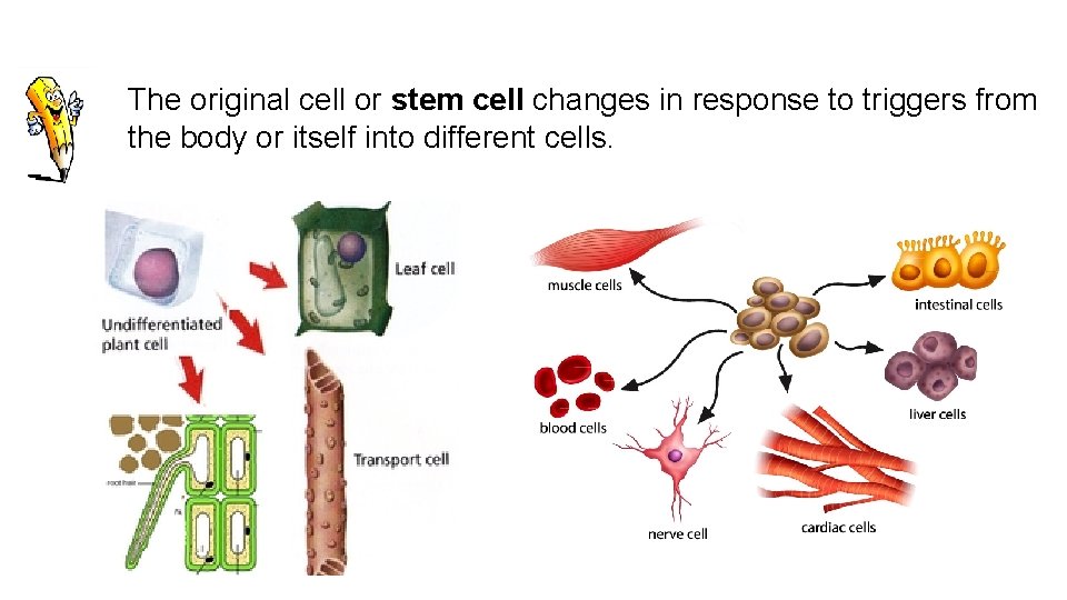 The original cell or stem cell changes in response to triggers from the body