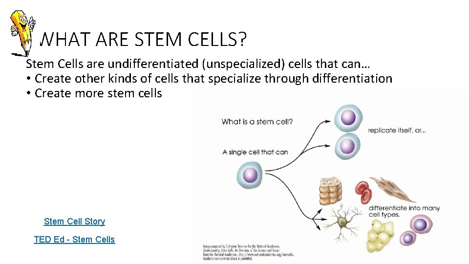 WHAT ARE STEM CELLS? Stem Cells are undifferentiated (unspecialized) cells that can… • Create
