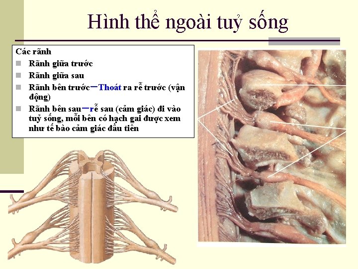 Hình thể ngoài tuỷ sống Các rãnh n Rãnh giữa trước n Rãnh giữa